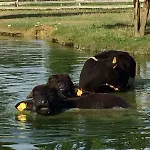 Alloggio per agriturismo Il Selgaro Agriturismo *